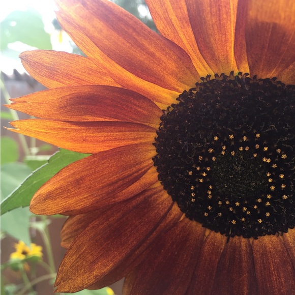 Meet your Posher, Melissa - Picture 2 of 2